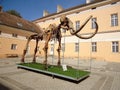 Kikinda, Serbia - September 19, 2020: Mammoth skeleton in Kikinda National Museum.